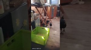 24-03-2026 Ципочки