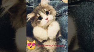 Коты ночного города