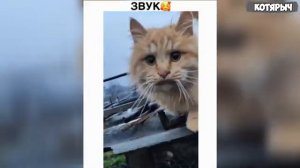 🐈_КТО_В_ДОМЕ_ГЛАВНЫЙ😺_СМЕШНЫЕ_КОТЫ_И_СОБАКИ___ПРИКОЛЫ_С_ЖИВОТНЫМИ😆