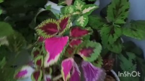 Днём Весна. Ночью Новый год