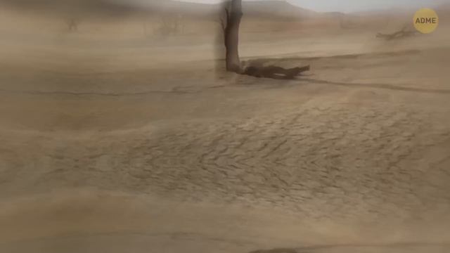 Ученые заявляют, что климат Амазонки возвращается к древнему состоянию