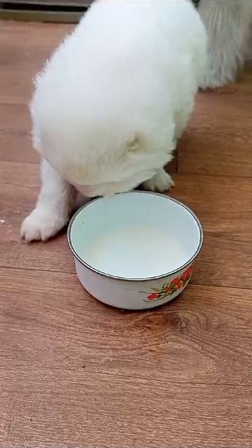 Самоедская собака