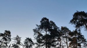 Как одна сорока хвост задерёт, то за нею и все