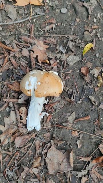 грибы в Краснодарском крае #джанхот #лес #гриб