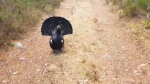 Глаза не Верят, но Эти Нападения Животных Были Сняты на Камеру