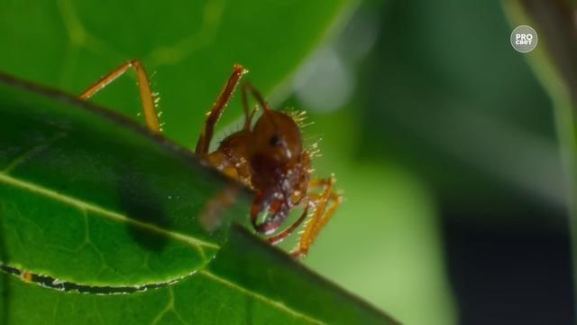 Возьмите на урок: Иван Крылов «Стрекоза и Муравей»