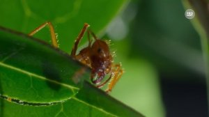 Возьмите на урок: Иван Крылов «Стрекоза и Муравей»