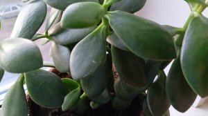 Толстянка -- так называется мой цветок. В народе называют,, Денежное дерево ''.