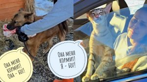 Треугольный кот Марсель покидает деревню. Пёс Кубик получил нежданный гостинец от Маши