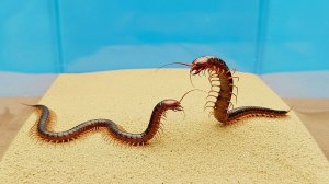 Что будет, если две Сколопендры поселить в один террариум