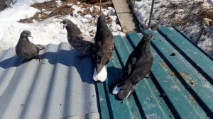 Николаевские голуби минералку клюют на ура 24.03.2026 г