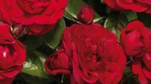 Посылка из Нью Джерси из-за одной розы.Мои дела.