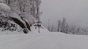 2026-02-19 Сочи. Реликтовый лес