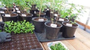 25.03.26 г. Болталка. Черенкую метельчатые гортензии.