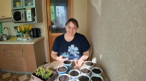 На завтрак каша кукурузная / На обед роллы / Пикирую помидоры