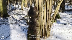 Лесная видеозарисовка #32   22.03.2026   #Лосиныйостров