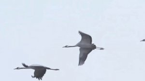 Родимый край