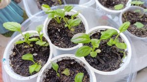 Рассада подрастает 24 марта 2026