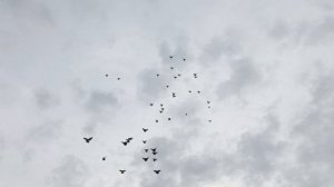 Голуби Николаеаские2026