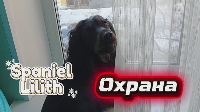 Сторожевая спаниель 😊