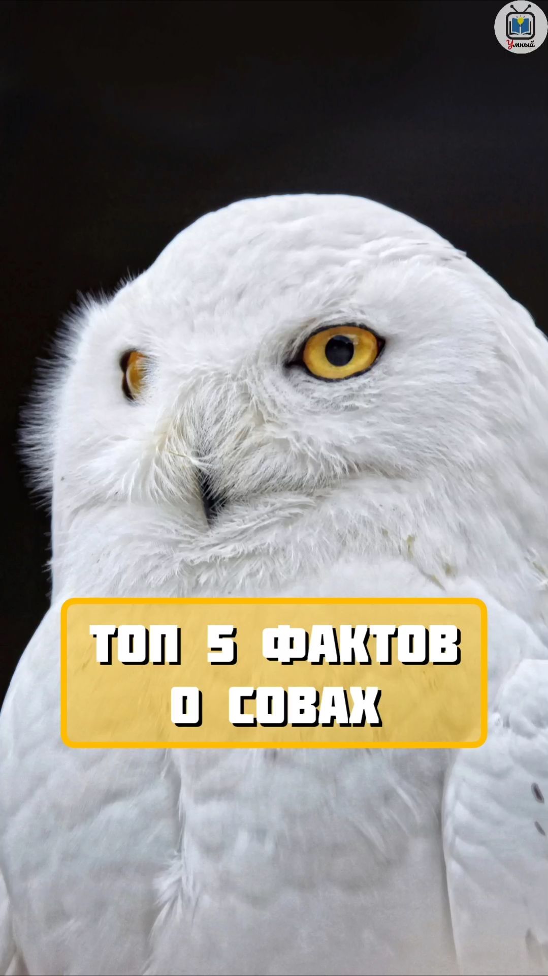Ты не знал ЭТО о совах 😳 #топ5 #факты #птицы