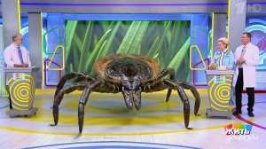 Клещи. Жить здорово! Фрагменты выпуска от 24.03.2026