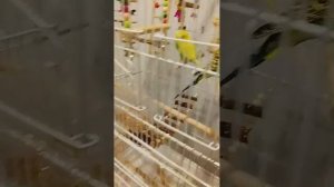 показ попугаев