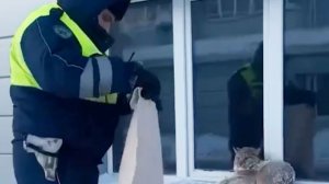 В Югорске полицейские поймали гулявшую по городу рысь и выпустили ее в лес