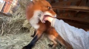 Лиса-Алиса. Лис Игнис хочет играть и проверяет, что в кармане