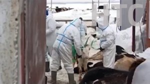 БОЛЬШОЙ ВЫПУСК. Поселок "Садовый" топит. Осторожно - "фейк".