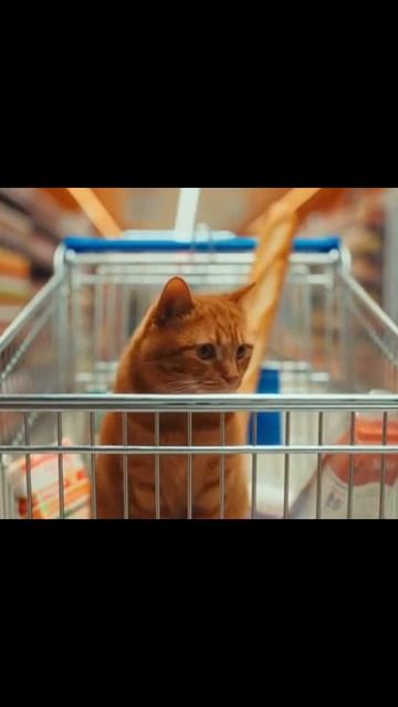 #милыекотики #котикиСмешно #котята #питомцы #милыеПушистики