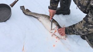 ГОТОВЛЮ НАЛИМА НА УЖИН. ВЕЧЕР В ИЗБЕ. ЧИСТКА ХОРОШЕГО НАЛИМА НА СНЕГУ.