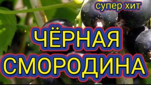 ***ЧЁРНАЯ СМОРОДИНА***СУПЕР ХИТ***