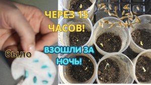 ВЗОШЛИ ЗА НОЧЬ! 🚀 Мой секретный метод посева томатов и огурцов 23 марта. Пошаговая инструкция.