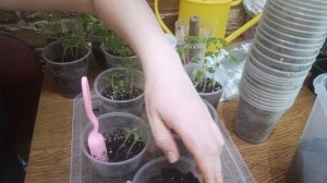 24.03.2026 распикировала часть томатов