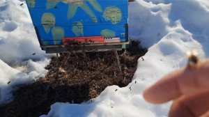 Массовый облёт пчёл случился. Началась весна