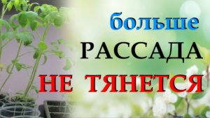 Что делать чтобы рассада не вытягивалась и росла коренастая и не болела