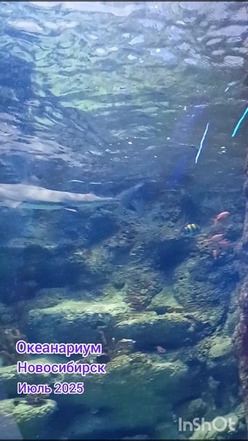 АКУЛЫ / НОВОСИБИРСКИЙ ОКЕАНАРИУМ