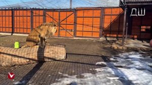 Выпуск про нашего котофея