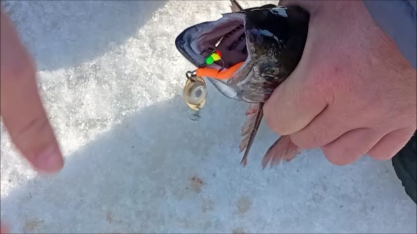 Продолжение рыбалки на спорт зоне. Поимки форели на актив. Клёвое место лосиный остров.