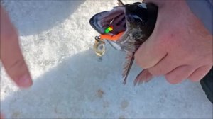 Продолжение рыбалки на спорт зоне. Поимки форели на актив. Клёвое место лосиный остров.