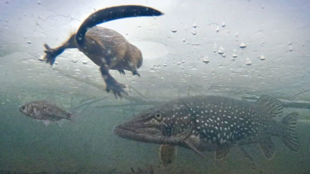 Охота на щуку-гиганта над затопленным лесом с мормышкой. Крутая Русская Подводная Рыбалка 2026