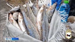 В Слюдянском районе полицейские выявили автомобиль, перевозивший более 2,5 тысяч единиц рыбы