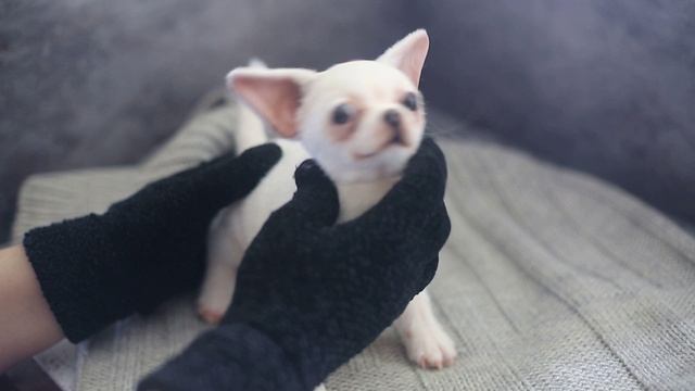 Чихуа Шу_игрушка