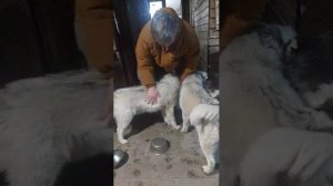 кормим и гуляем с #хаски