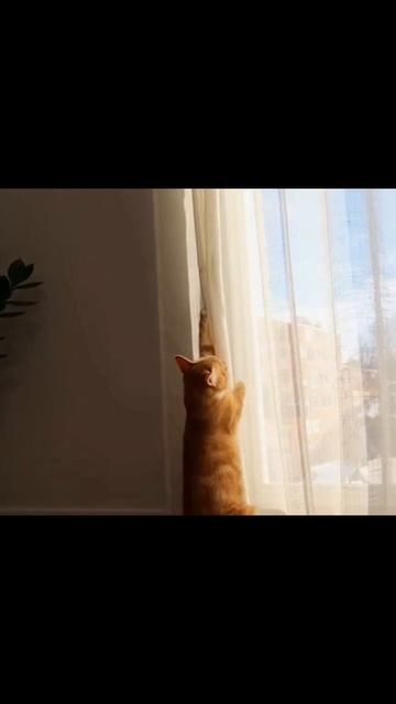 #милыеживотные #милыепитомцы #собакивеселые #приключенияживотных #животныесмешные