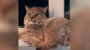 Рысь взобралась на карниз первого этажа санатория и испугала посетителей в Югорске