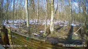 LIVE: На лесной опушке. Природа онлайн