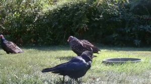 БАБЬЯ СУТЬ...