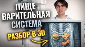 ПИЩЕВАРИТЕЛЬНАЯ СИСТЕМА | Подробный 3D разбор для ОГЭ по биологии | Никита Павлов | Умскул